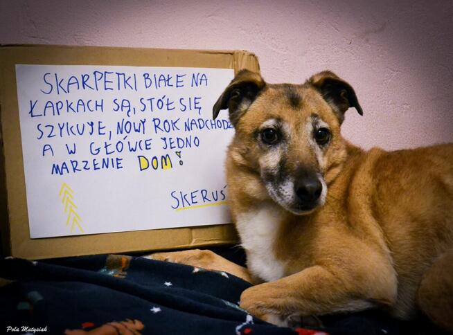 Skeruś dla przyjaciół Stefan
