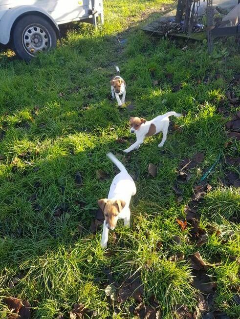 Foksterier krótkowłosy szczenięta