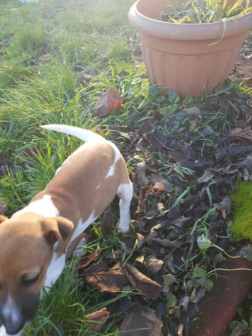 Foksterier krótkowłosy szczenięta