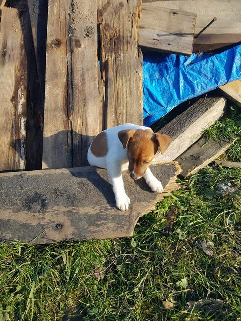Foksterier krótkowłosy szczenięta