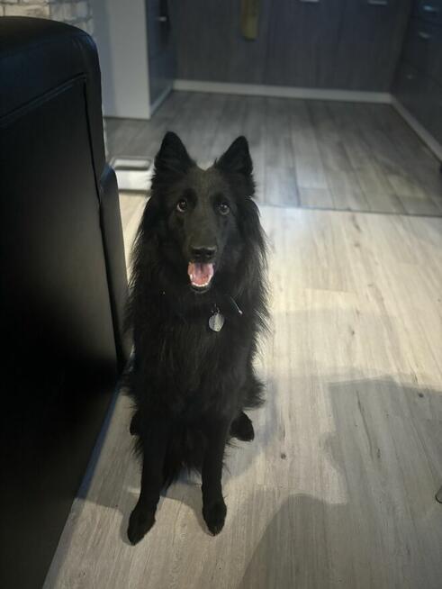 Hotel dla psów pod Warszawą, Legionowo, Nowy Dwór Mazowiecki