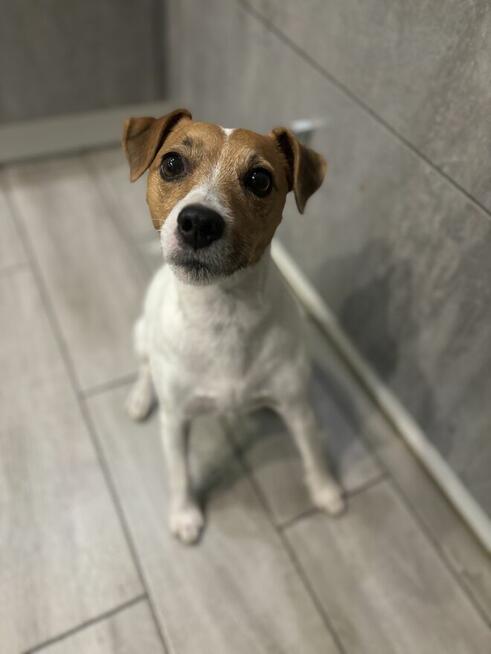 Hotel dla psów pod Warszawą, Legionowo, Nowy Dwór Mazowiecki