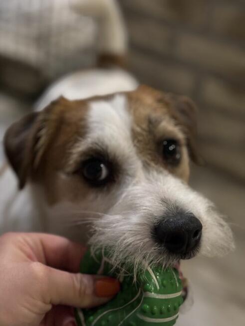 Hotel dla psów pod Warszawą, Legionowo, Nowy Dwór Mazowiecki