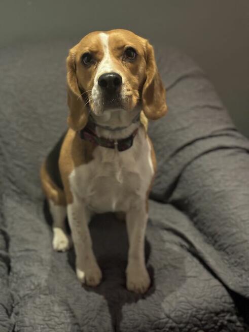 Hotel dla psów pod Warszawą, Legionowo, Nowy Dwór Mazowiecki