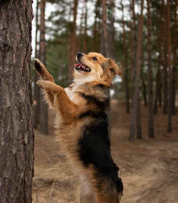 Dunkan- pozytywny, pełen energii młody psiak do adopcji