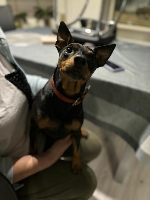 Hotel dla psów pod Warszawą, Legionowo, Nowy Dwór Mazowiecki