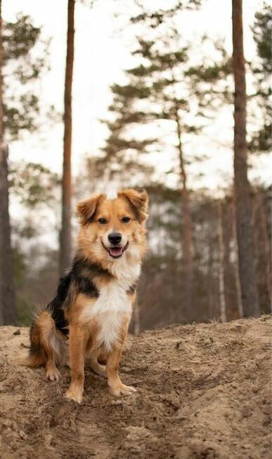 Dunkan- pozytywny, pełen energii młody psiak do adopcji