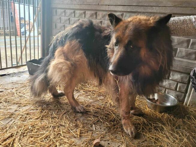 Porzucony RAMBO w typie owczarka niemieckiego szuka domu !!