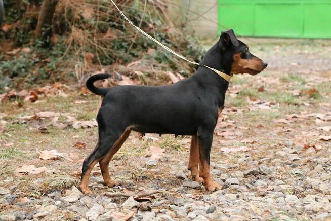 Pinczer Miniaturowy DOROSŁA suczka Ch.PL, Mł.Ch.PL, W-wa