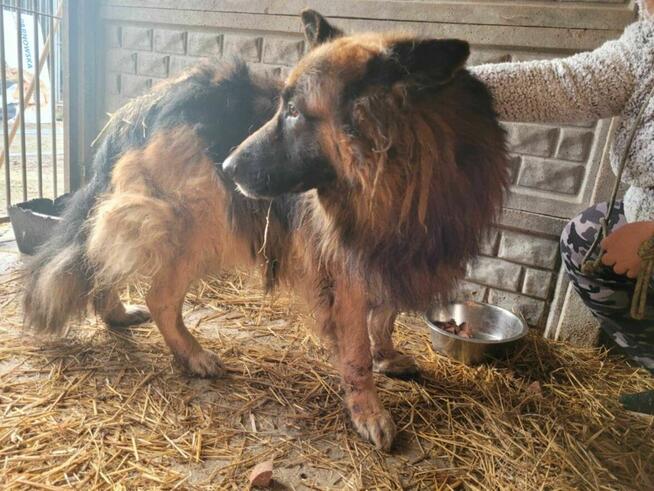 Przygnębiony RAMBO w typie owczarka niemieckiego szuka domu !!