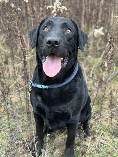 Hotel dla psów pod Warszawą, Legionowo, Nowy Dwór Mazowiecki