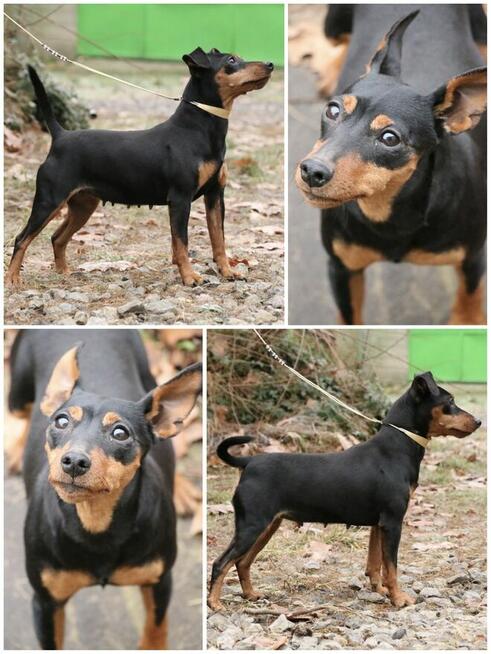 Pinczer Miniaturowy DOROSŁA suczka Ch.PL, Mł.Ch.PL, W-wa