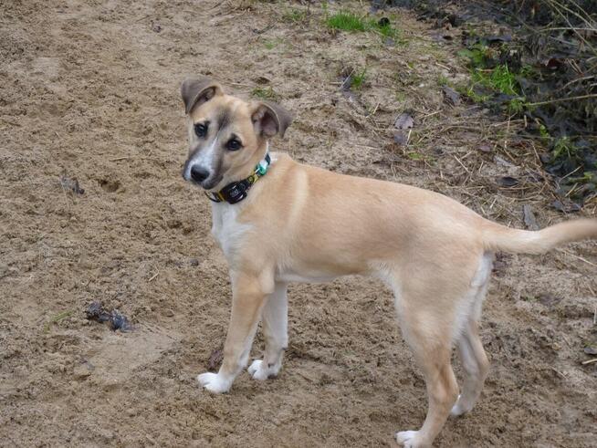 Juki - szczenię do adopcji