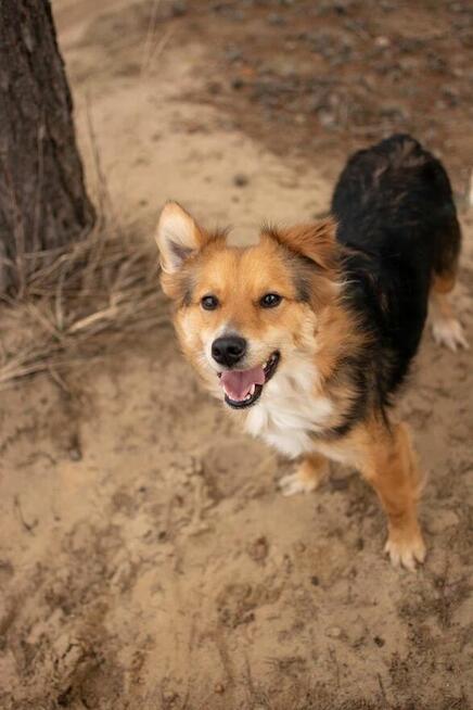 Dunkan- pozytywny, pełen energii młody psiak do adopcji