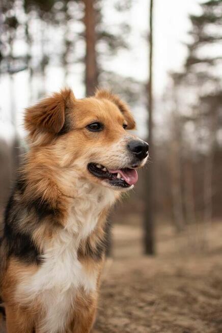 Dunkan- pozytywny, pełen energii młody psiak do adopcji