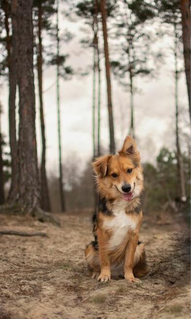 Dunkan- pozytywny, pełen energii młody psiak do adopcji