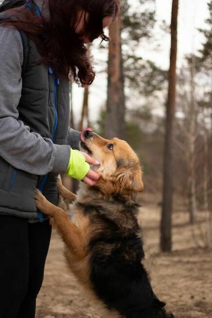 Dunkan- pozytywny, pełen energii młody psiak do adopcji