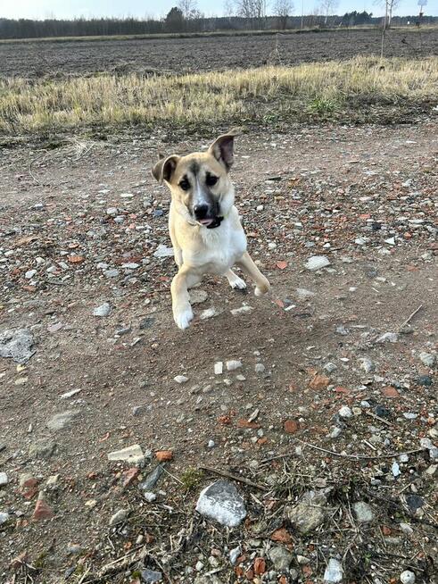 Juki - szczenię do adopcji