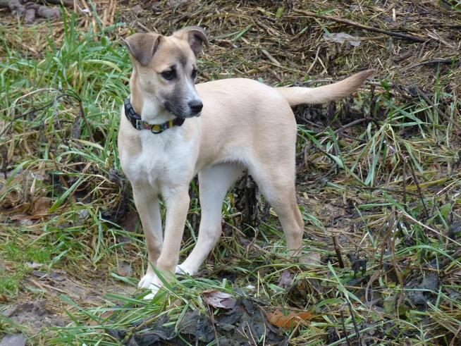 Juki - szczenię do adopcji