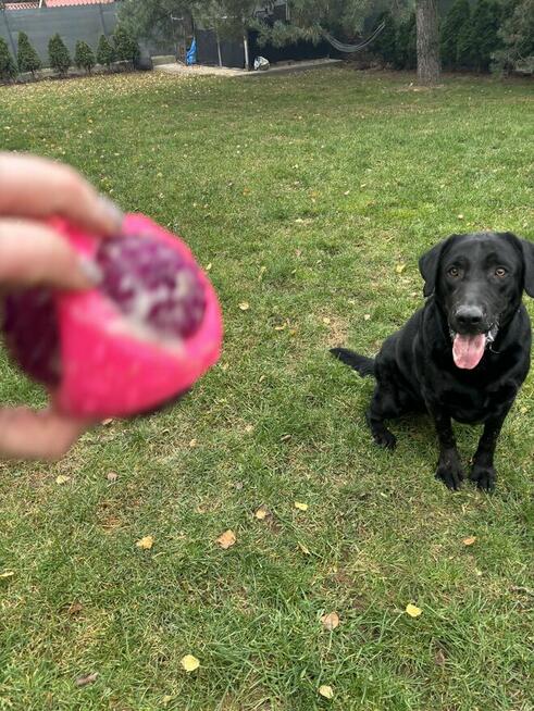 Hotel dla psów pod Warszawą, Legionowo, Nowy Dwór Mazowiecki