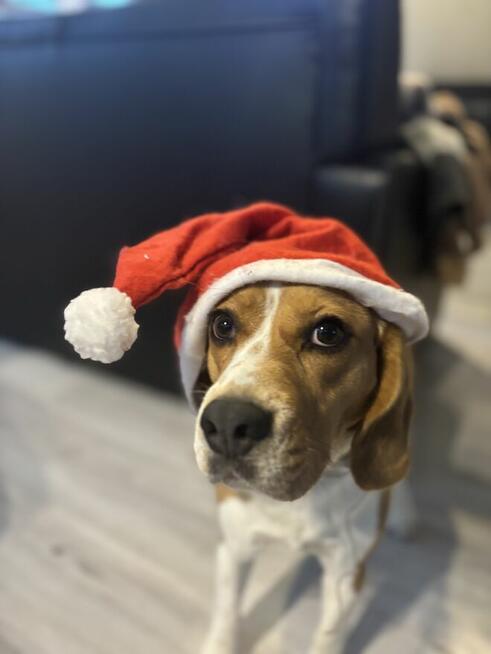 Hotel dla psów pod Warszawą, Legionowo, Nowy Dwór Mazowiecki