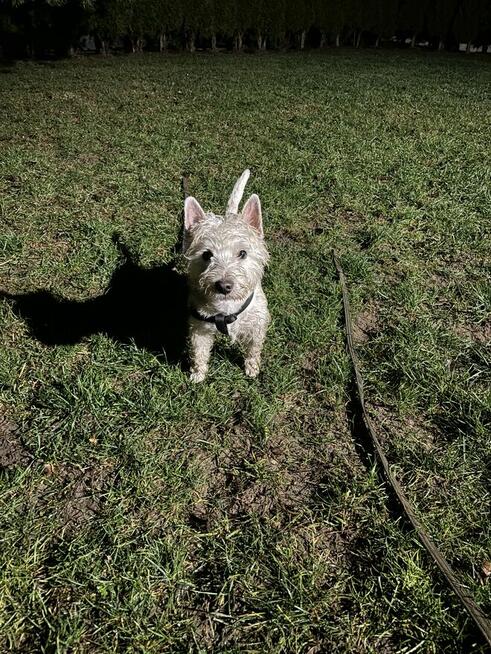 Hotel dla psów pod Warszawą, Legionowo, Nowy Dwór Mazowiecki