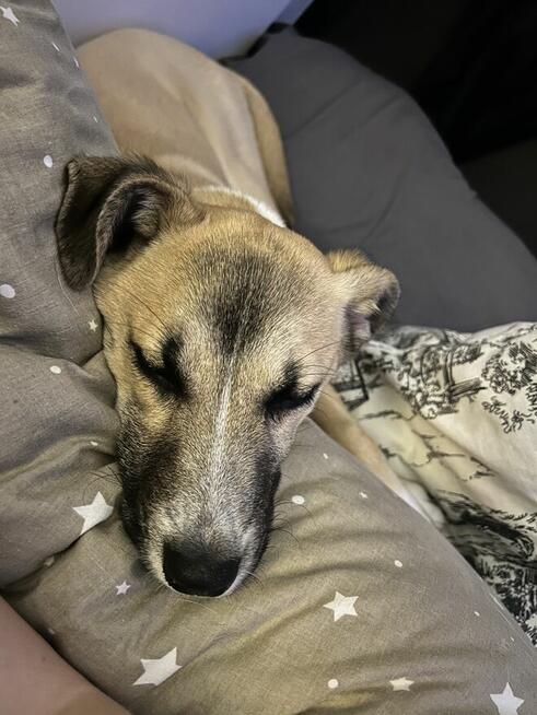 Juki - szczenię do adopcji