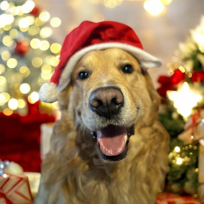 Hotel dla psów pod Warszawą, Legionowo, Nowy Dwór Mazowiecki