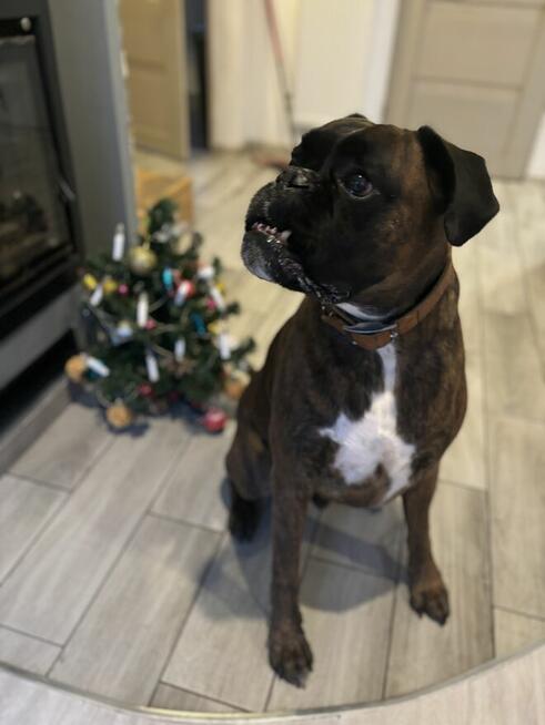 Hotel dla psów pod Warszawą, Legionowo, Nowy Dwór Mazowiecki