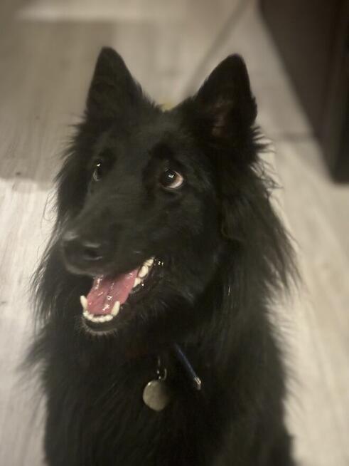 Hotel dla psów pod Warszawą, Legionowo, Nowy Dwór Mazowiecki