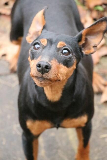 Pinczer Miniaturowy DOROSŁA suczka Ch.PL, Mł.Ch.PL, W-wa