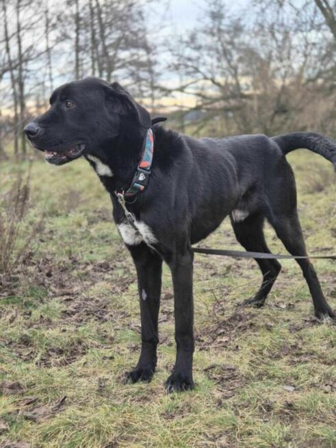 Piękny FRANIO - mix doga i labradora szuka domu !!