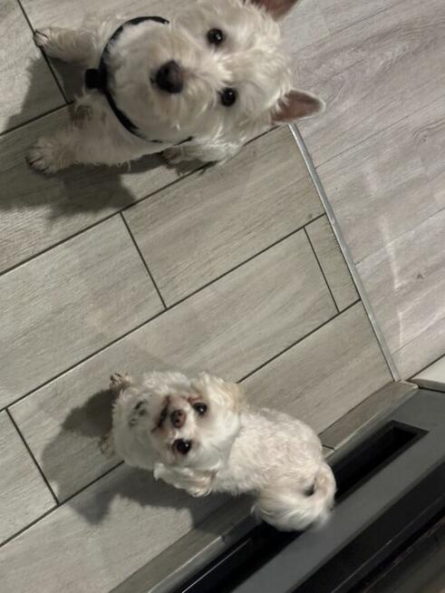 Hotel dla psów pod Warszawą, Legionowo, Nowy Dwór Mazowiecki