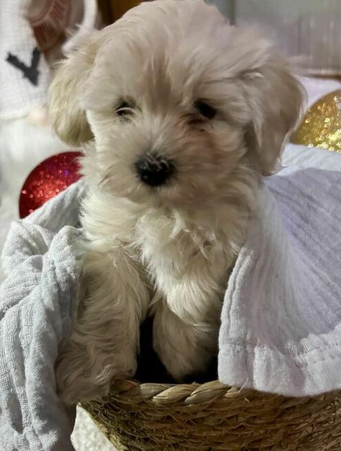 Pieski Maltipoo Hodowla