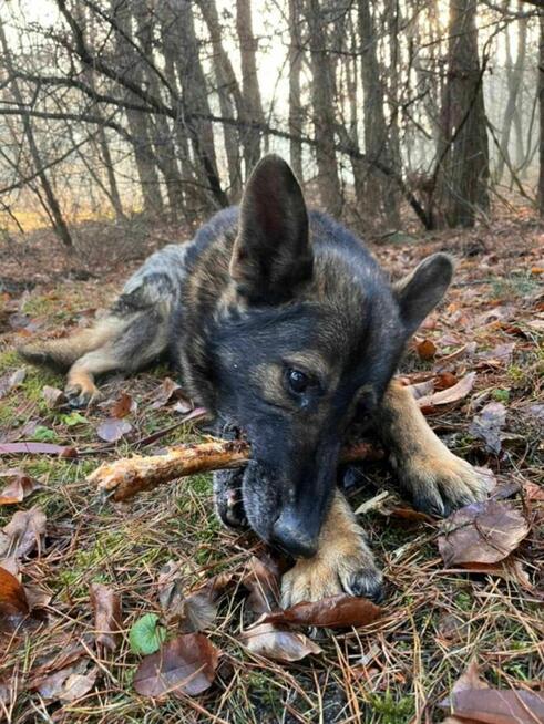 WOJTUŚ - młody piesek w typie owczarka szuka domu !!