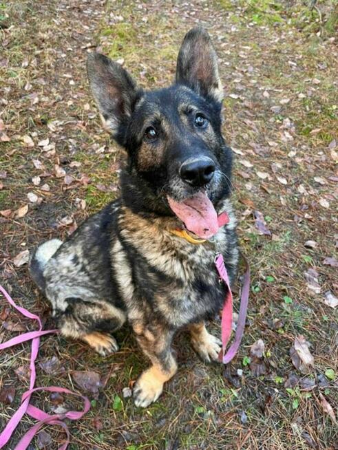 WOJTUŚ - młody, pozytywny psiak w typie owczarka szuka domu !!