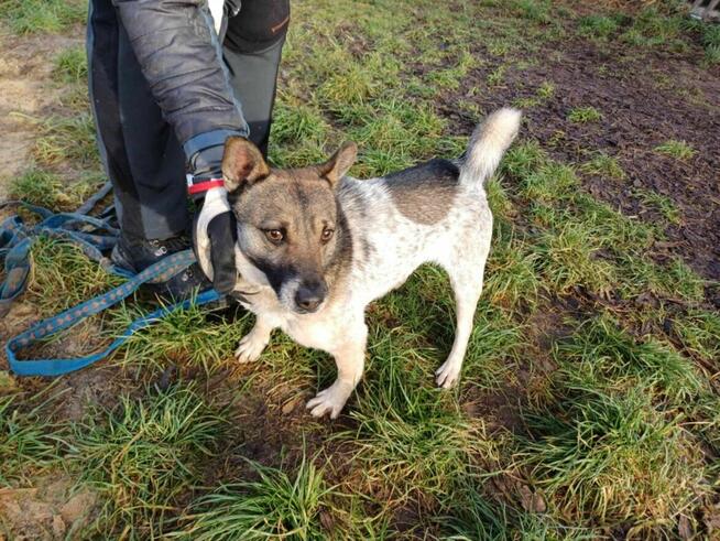 Młody, energiczny PRECELEK szuka domu !! Do adopcji !!