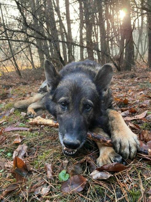 WOJTUŚ - młody, pozytywny psiak w typie owczarka szuka domu !!