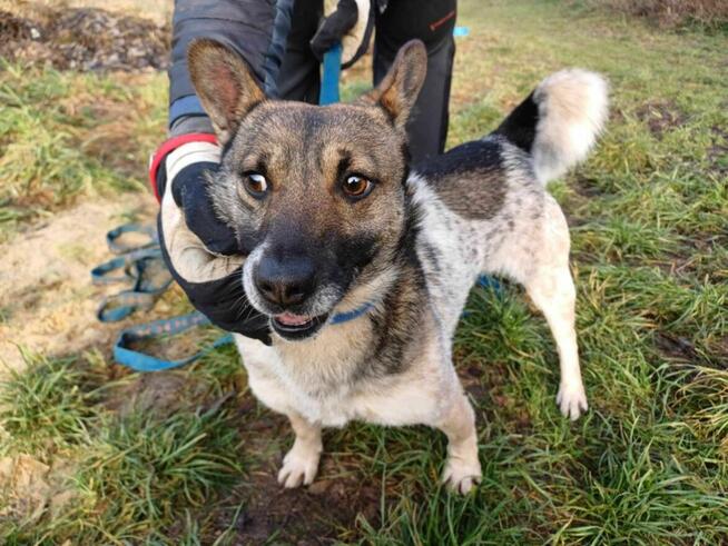 Młody, wesoły, energiczny PRECELEK szuka domu !! Do adopcji !!