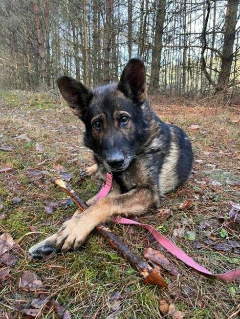 WOJTUŚ - młody piesek w typie owczarka szuka domu !!