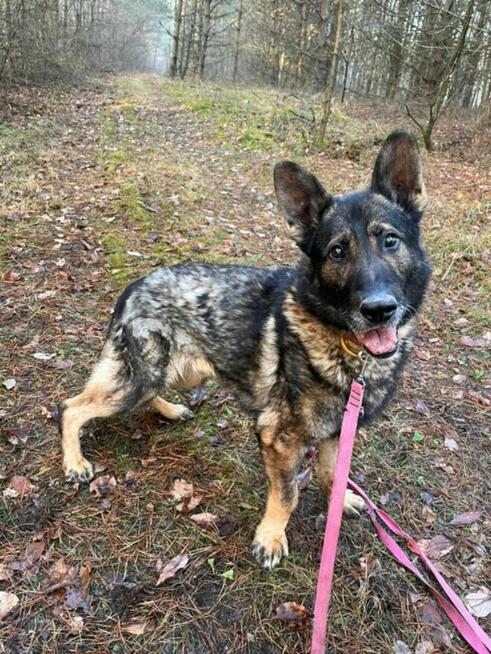 WOJTUŚ - młody piesek w typie owczarka szuka domu !!