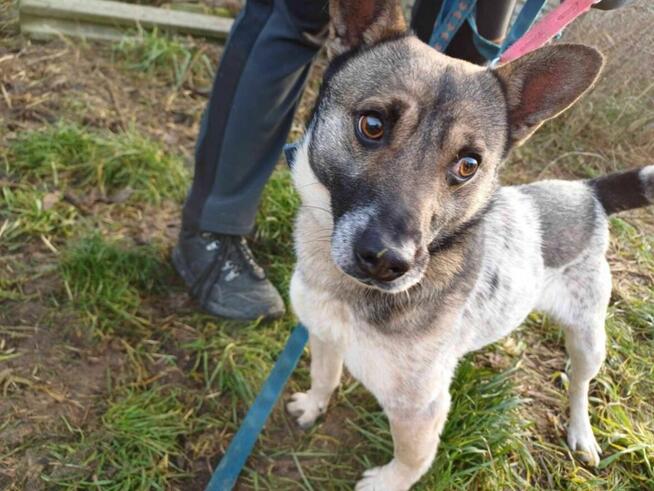 Młody, wesoły, energiczny PRECELEK szuka domu !! Do adopcji !!