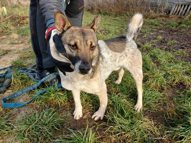 Młody, energiczny PRECELEK szuka domu !! Do adopcji !!