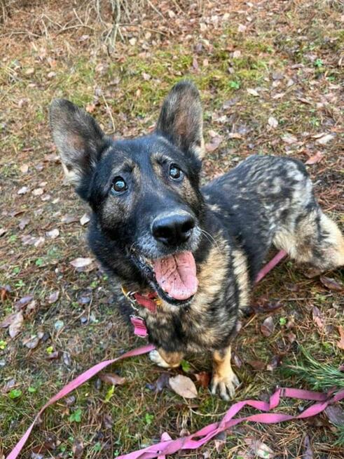 WOJTUŚ - młody piesek w typie owczarka szuka domu !!