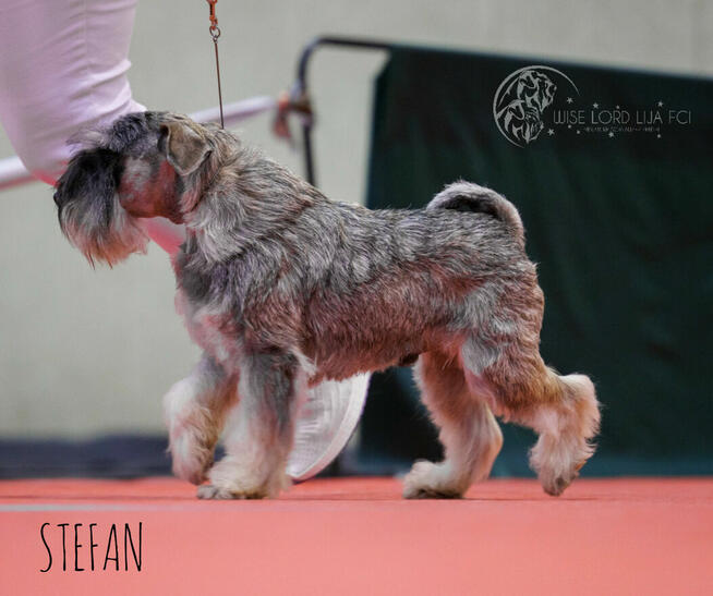 Sznaucer miniaturowy pieprz I sól rodowód FCI/ZKwP