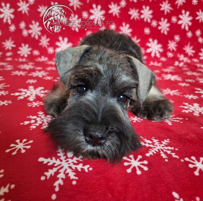 Sznaucer miniaturowy pieprz I sól rodowód FCI/ZKwP