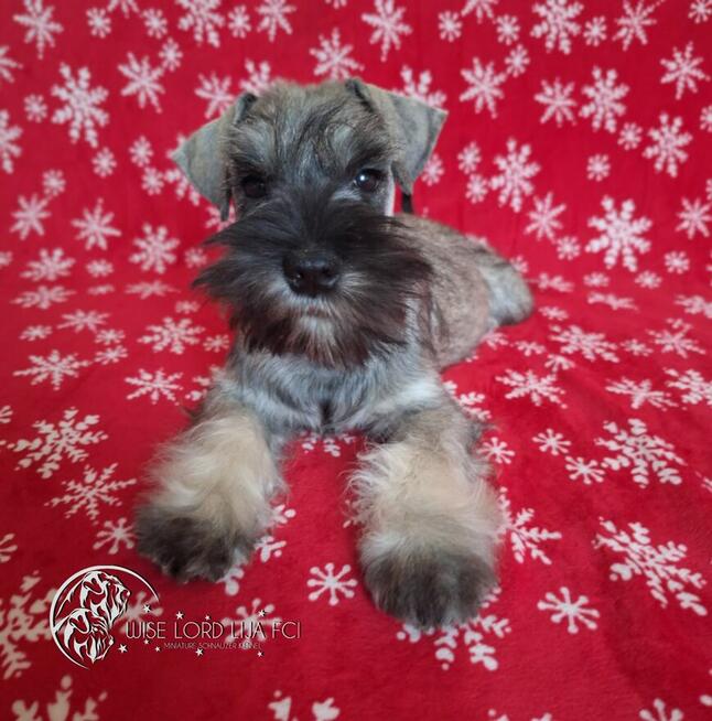 Sznaucer miniaturowy pieprz I sól rodowód FCI/ZKwP