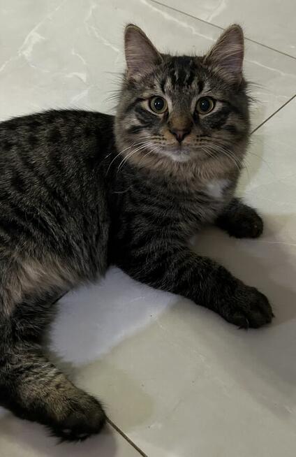 Kocięta syberyjskie rodowodowe