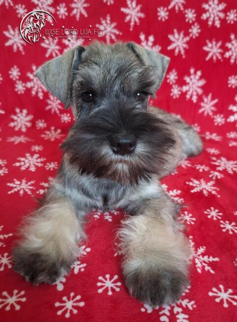 Sznaucer miniaturowy pieprz I sól rodowód FCI/ZKwP