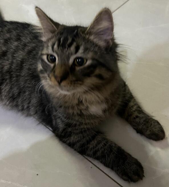 Kocięta syberyjskie rodowodowe